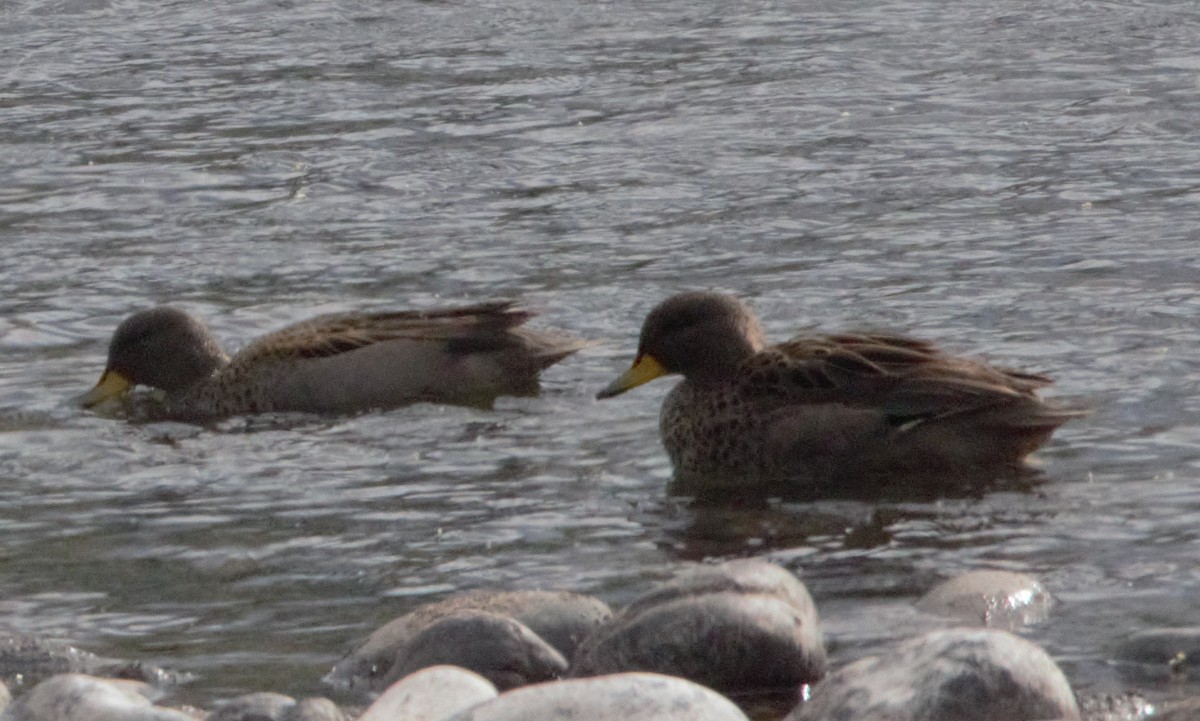 Yellow-billed Teal - ML643442762