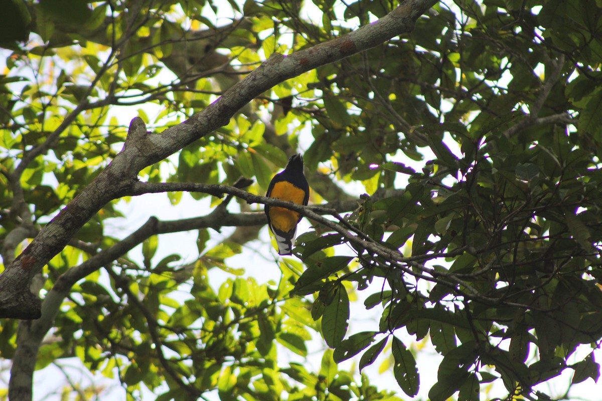Green-backed Trogon - ML643442763