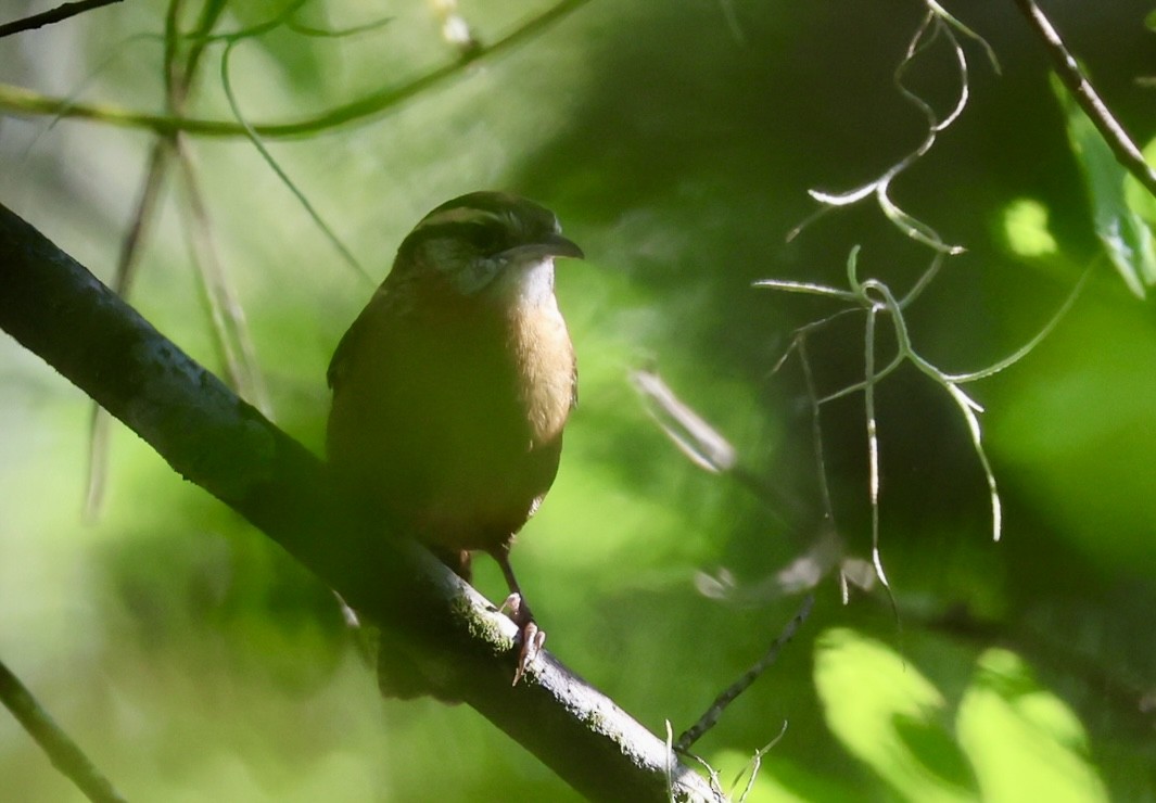 Carolina Wren - ML643442768