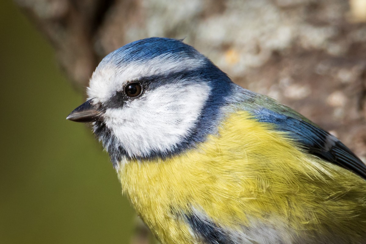 Eurasian Blue Tit - ML643442770