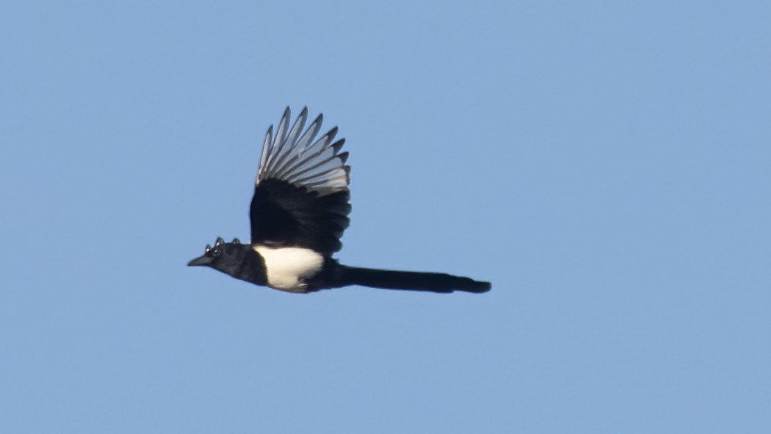 Eurasian Magpie - ML643442773