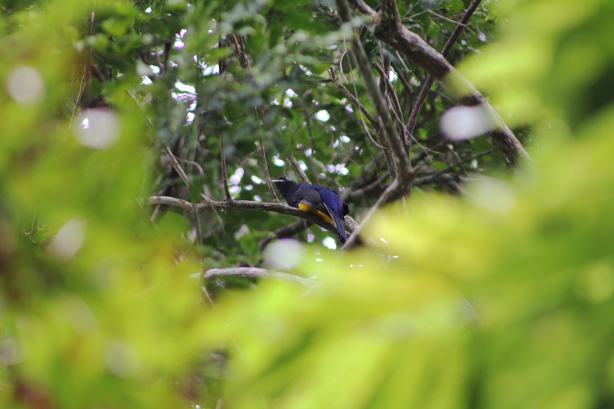 Green-backed Trogon - ML643442777