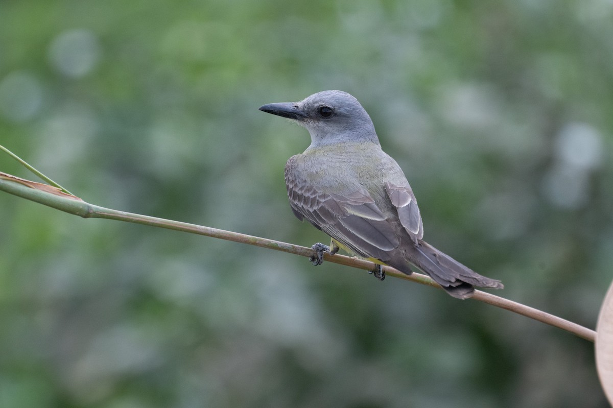 Tropical Kingbird - ML643442788