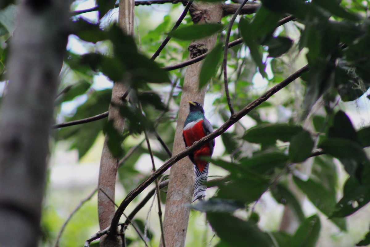 Collared Trogon (Collared) - ML643442791