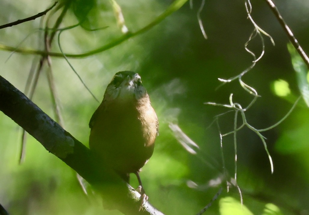 Carolina Wren - ML643442792