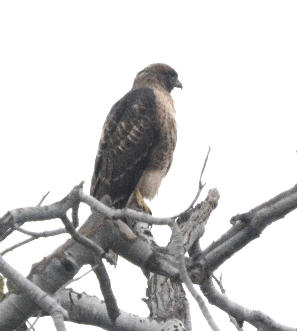 Red-tailed Hawk - ML643442804