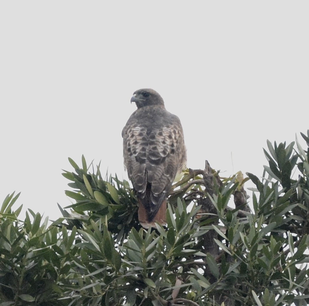 Red-tailed Hawk - ML643442805