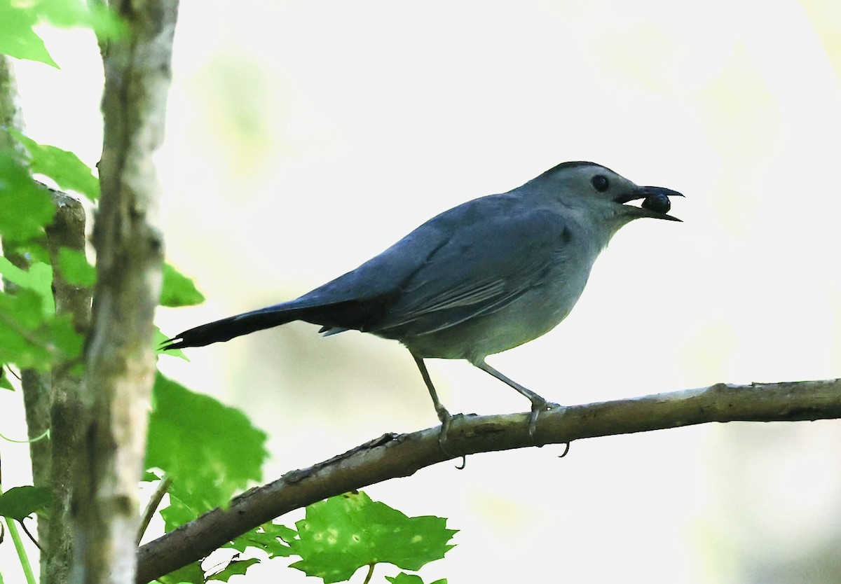 Gray Catbird - ML643442806