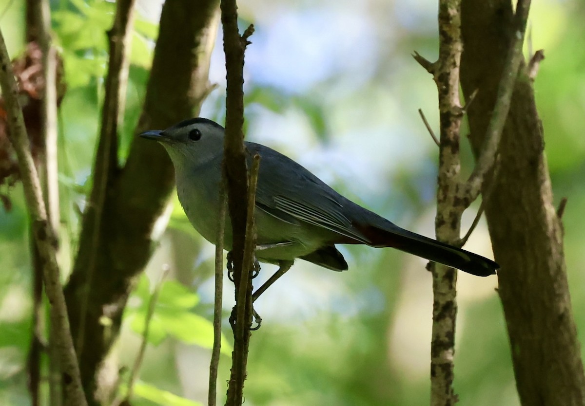 Gray Catbird - ML643442807