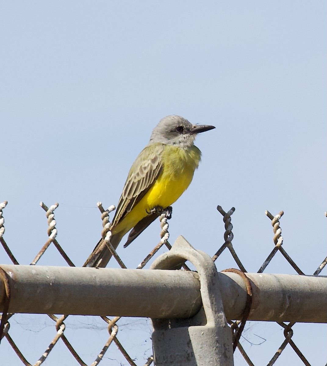 Tropical Kingbird - ML643442809