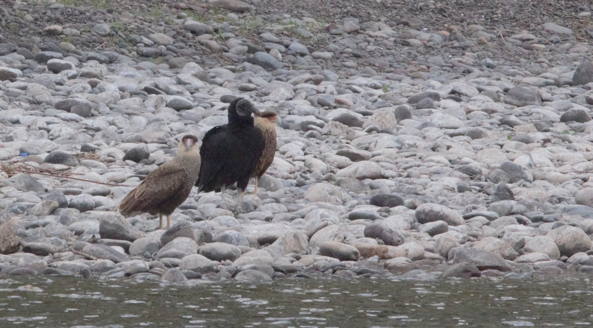 Black Vulture - ML643442818