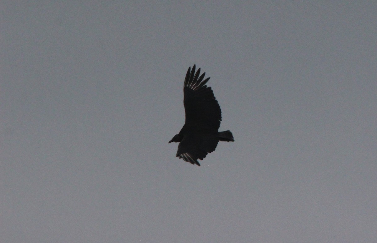 Black Vulture - ML643442819