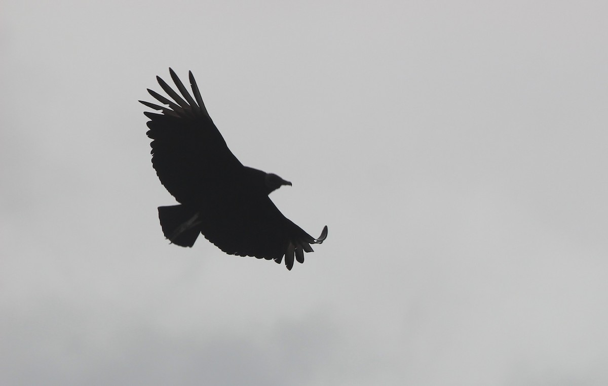 Black Vulture - ML643442820