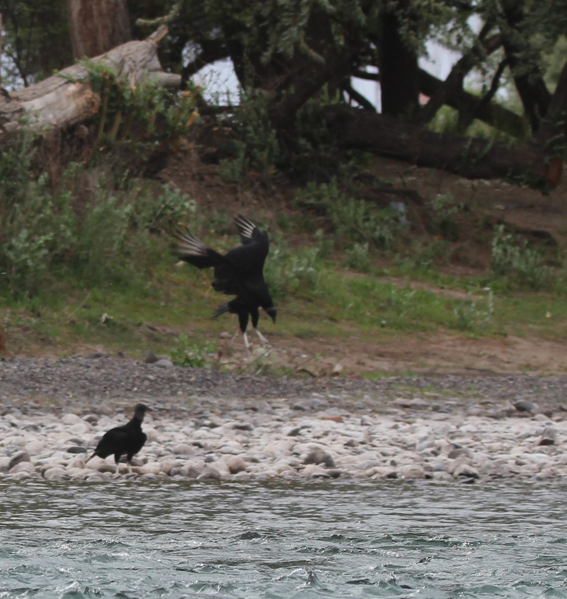 Black Vulture - ML643442821