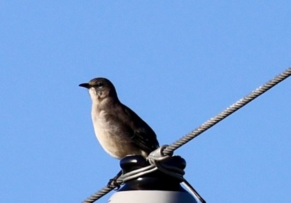 Northern Mockingbird - ML643442822