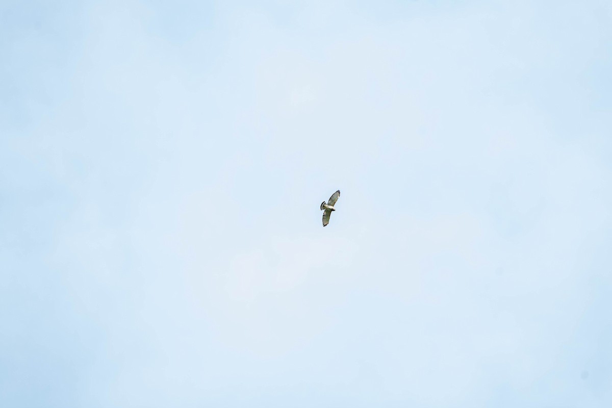 ハネビロノスリ - ML643442829