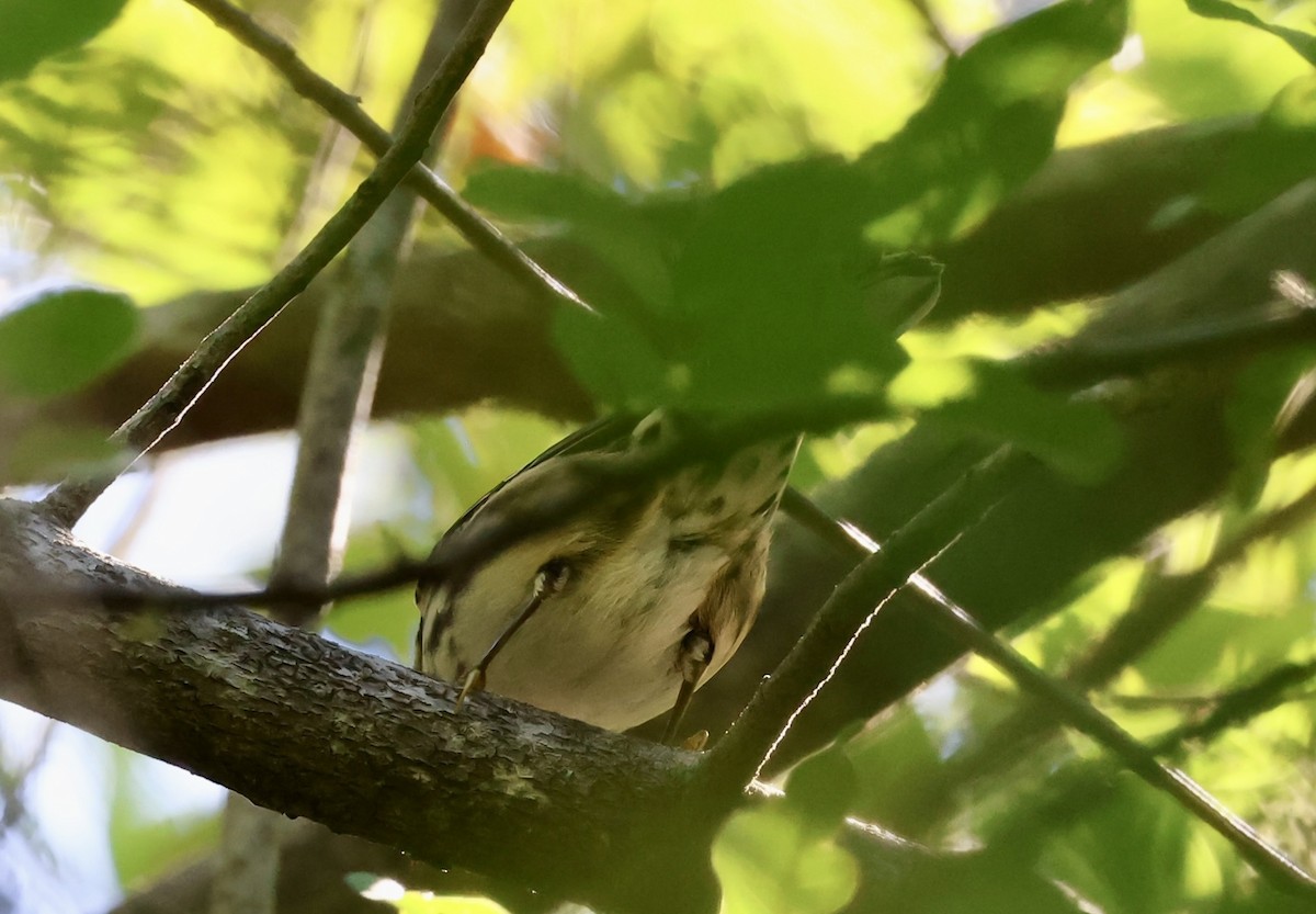 Black-and-white Warbler - ML643442830