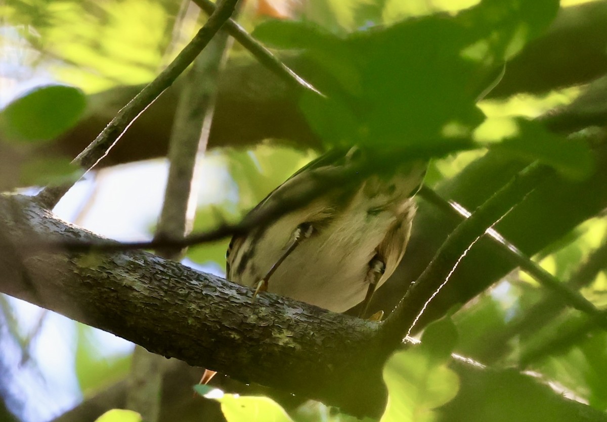 Black-and-white Warbler - ML643442831