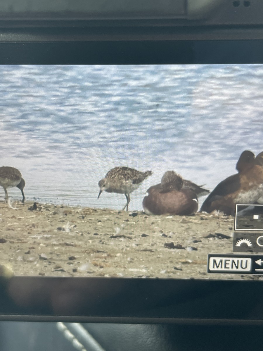 流蘇鷸 - ML643442832