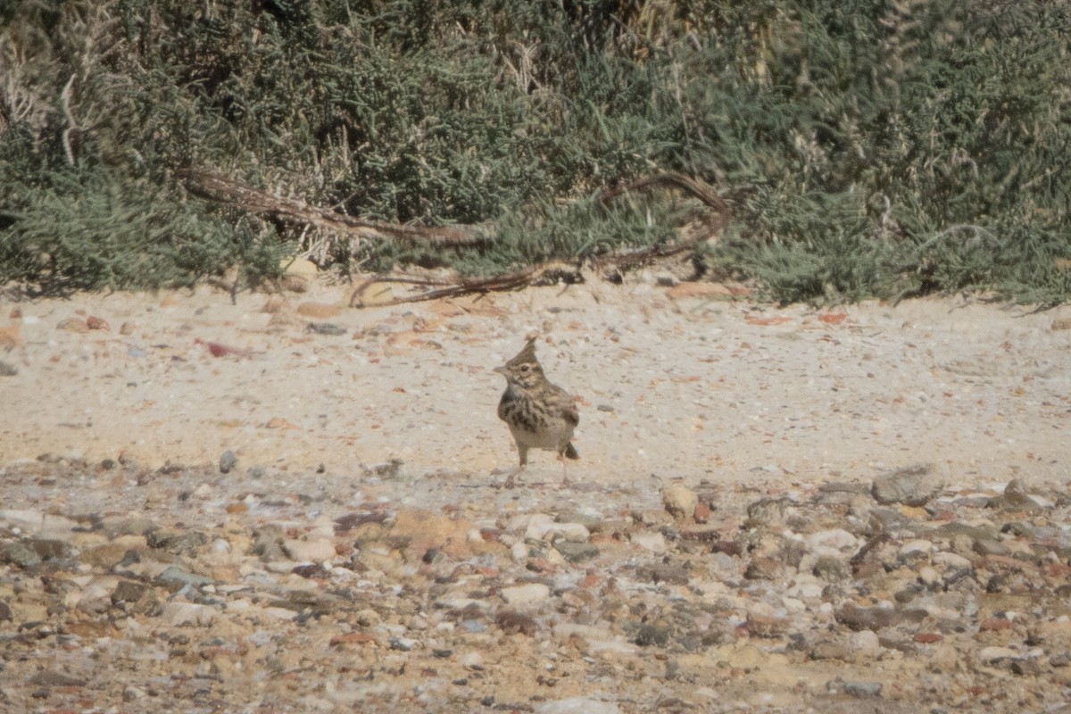 Crested Lark - ML643442833