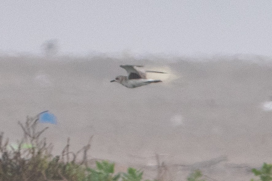 Black-bellied Plover - ML643442835