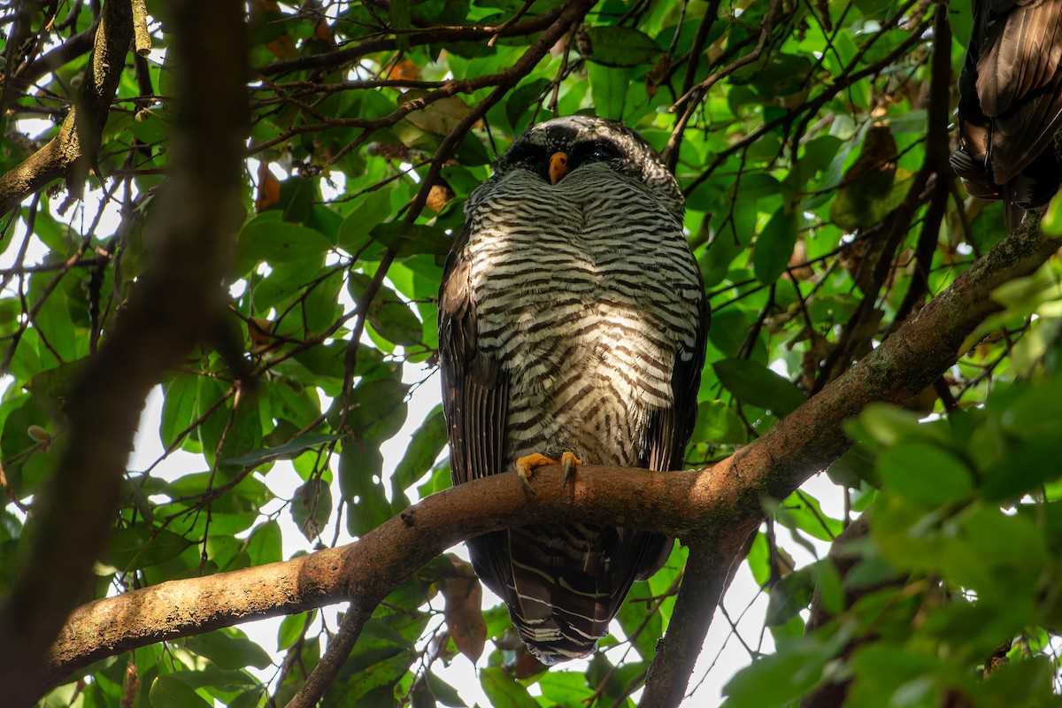 Black-and-white Owl - ML643442836