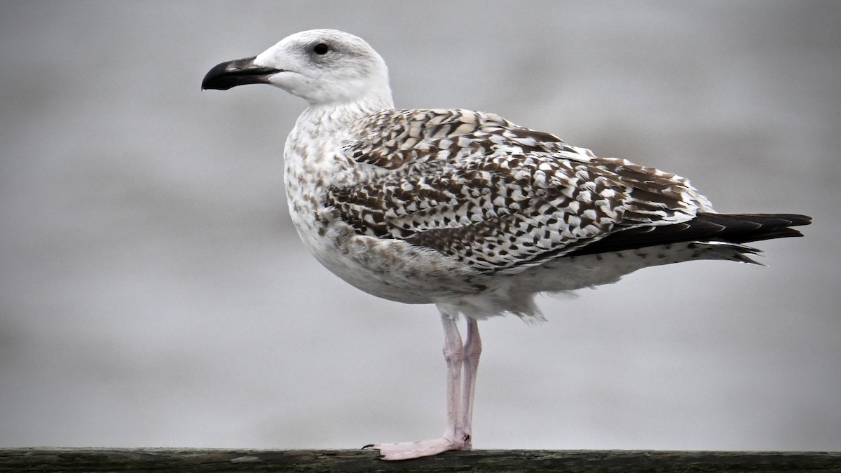 Great Black-backed Gull - ML643442840