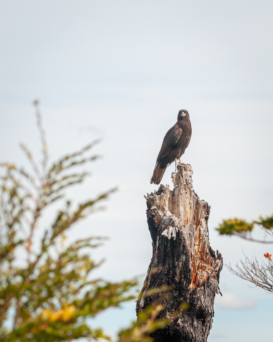 Caracara Austral - ML643442841