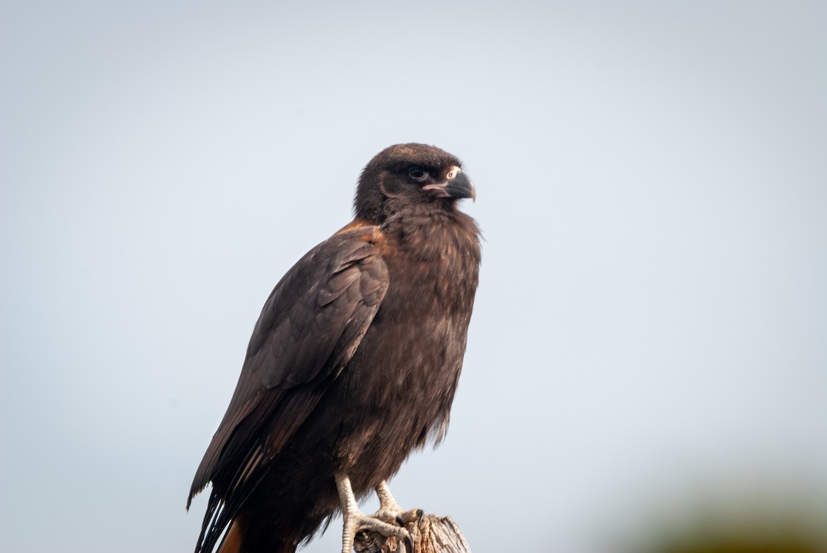 Caracara Austral - ML643442843