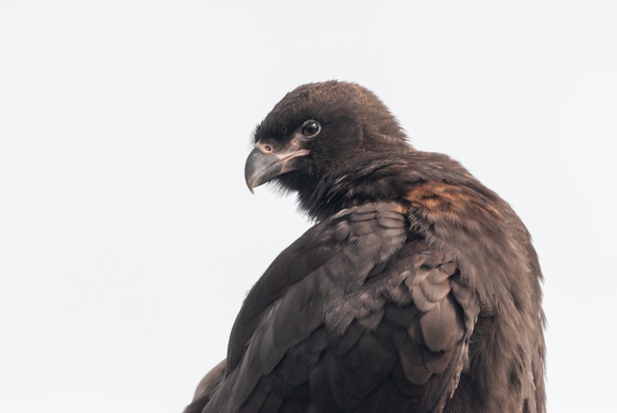 Caracara Austral - ML643442844