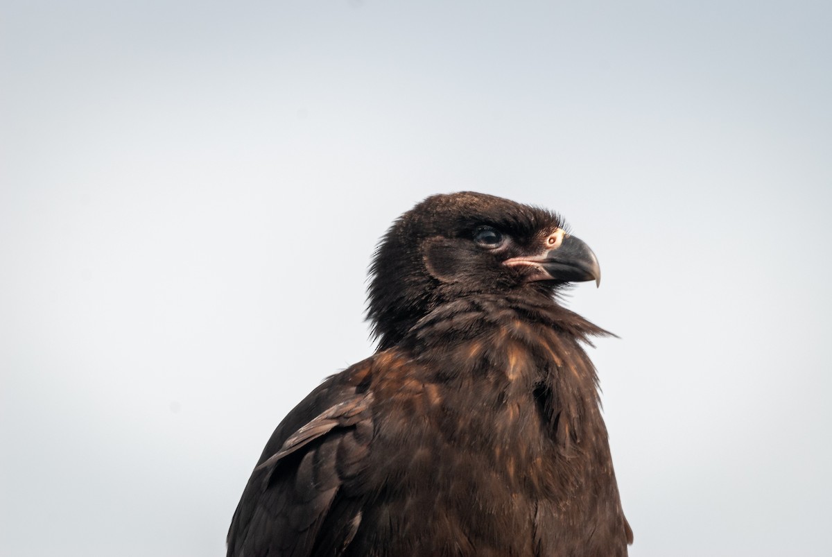 Caracara Austral - ML643442845