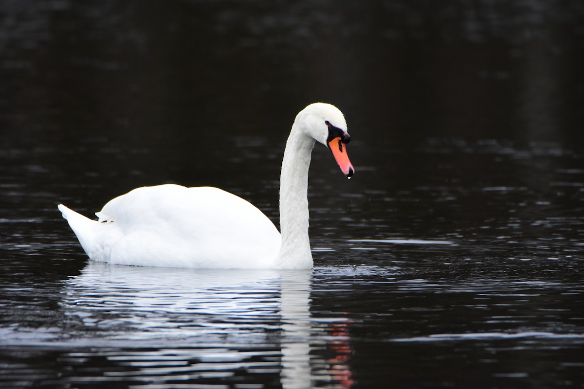 Mute Swan - ML643442846