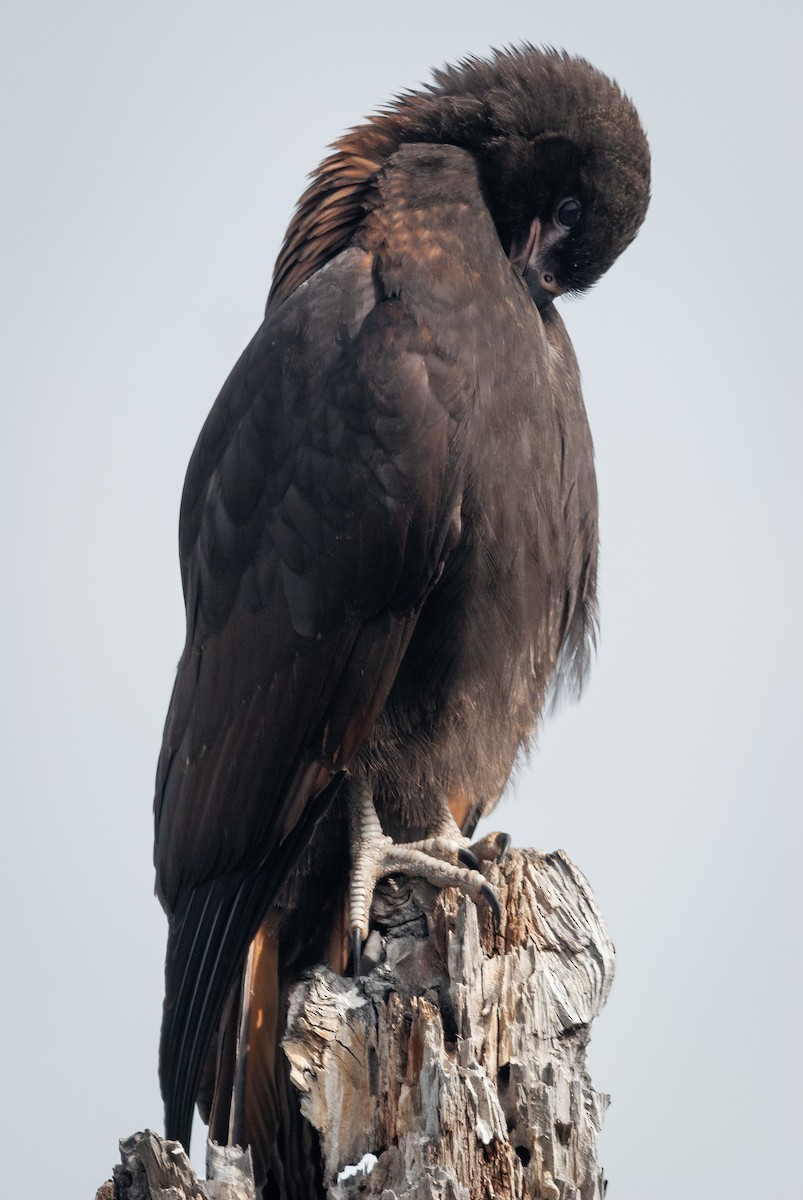 Caracara Austral - ML643442847