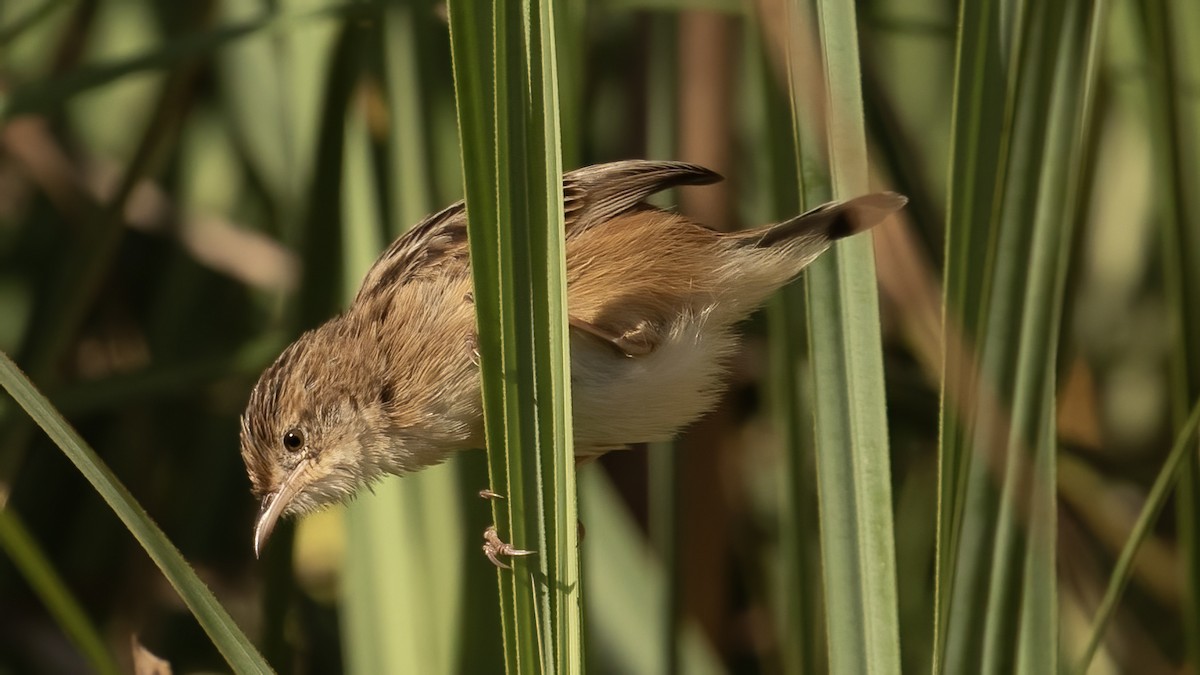 Zitting Cisticola - ML643442848