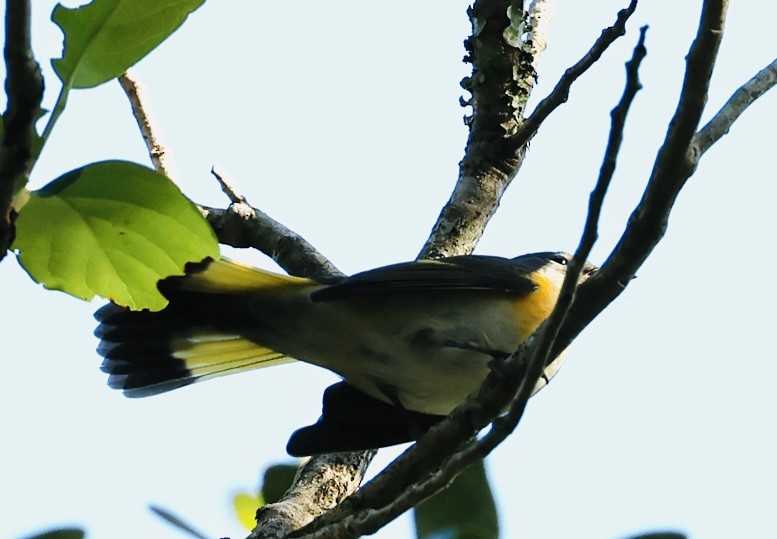 American Redstart - ML643442849