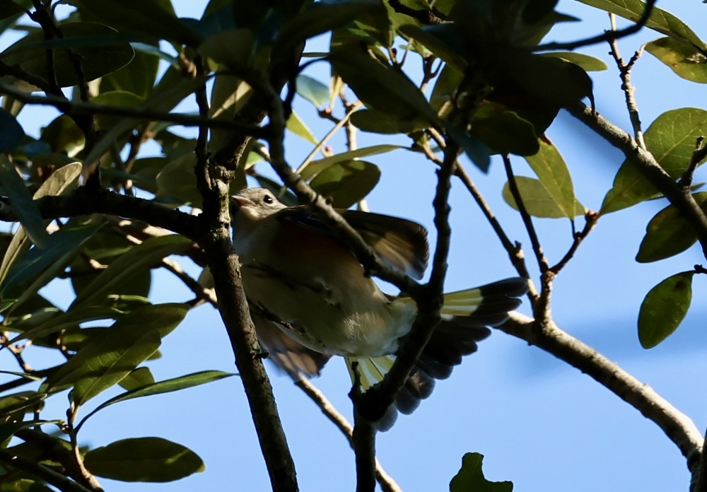 American Redstart - ML643442850