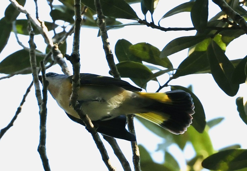 American Redstart - ML643442851
