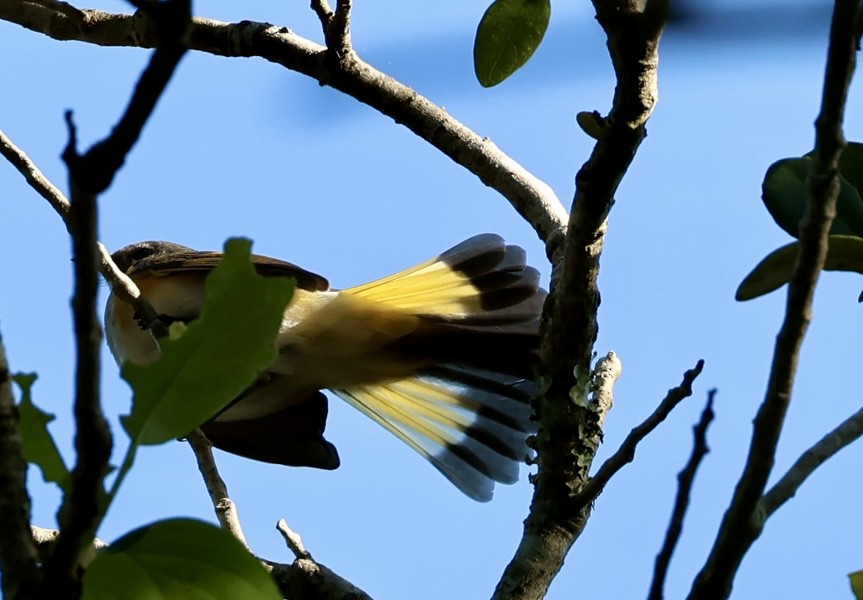 American Redstart - ML643442852