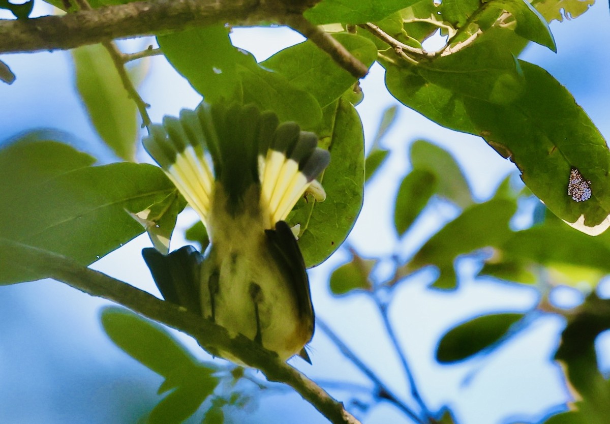 American Redstart - ML643442853