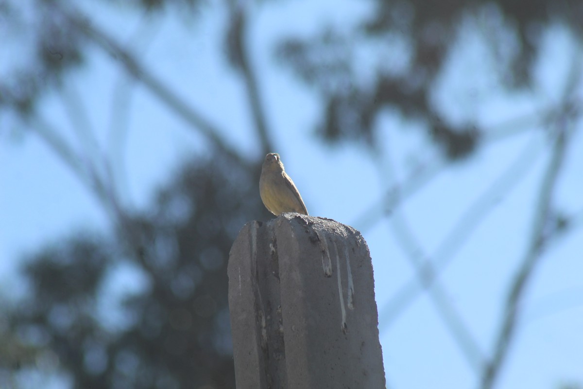 Greenish Yellow-Finch - ML643442854