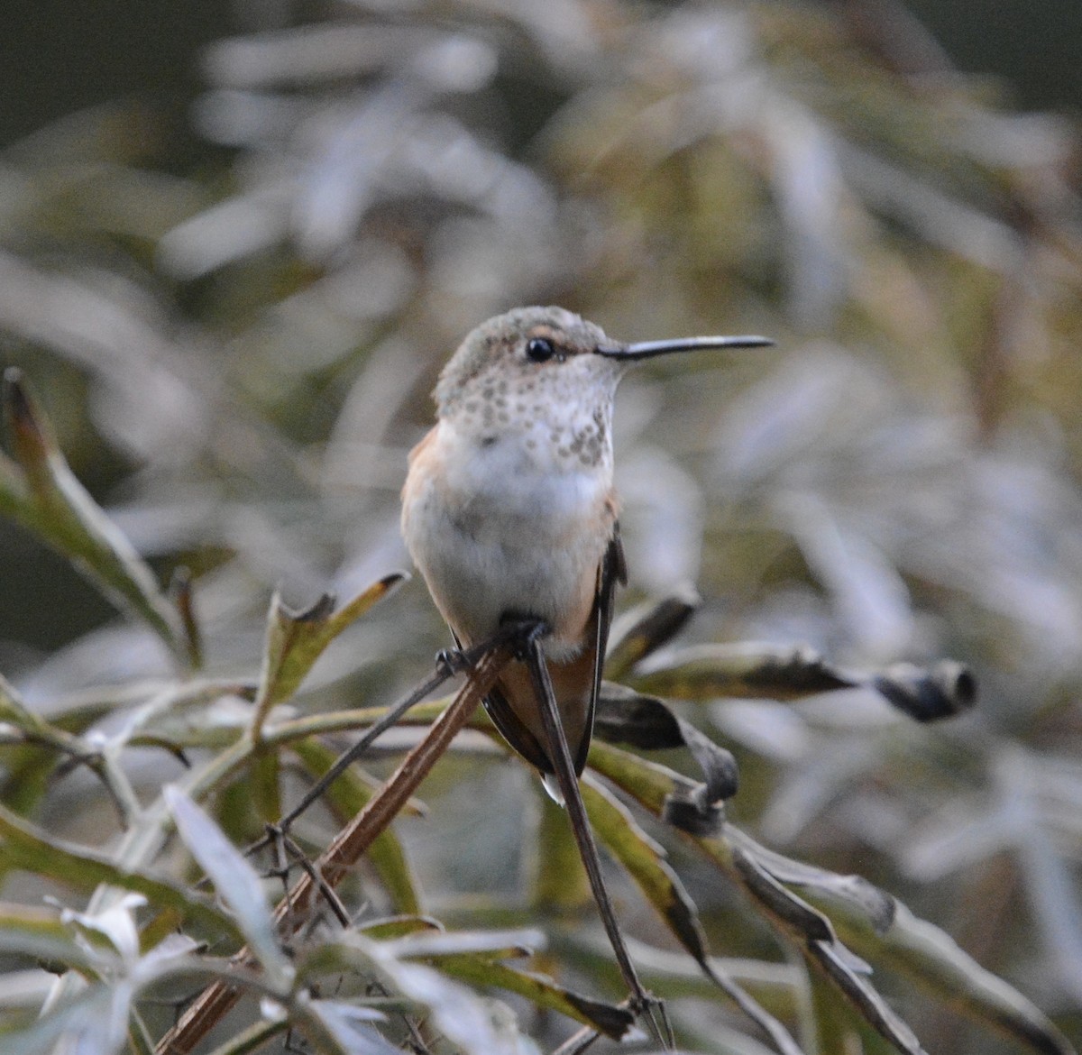 Allen's Hummingbird - ML643442855