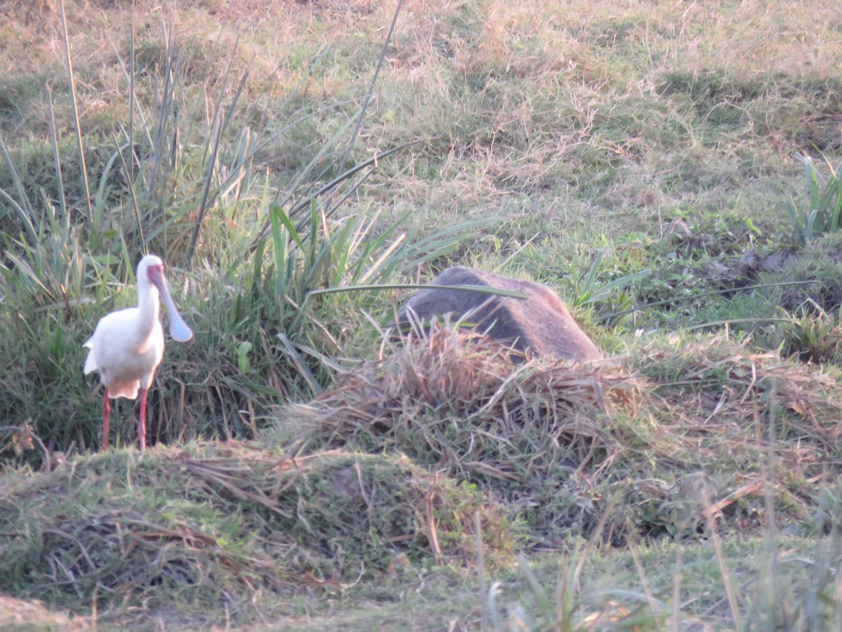 African Spoonbill - ML643442857
