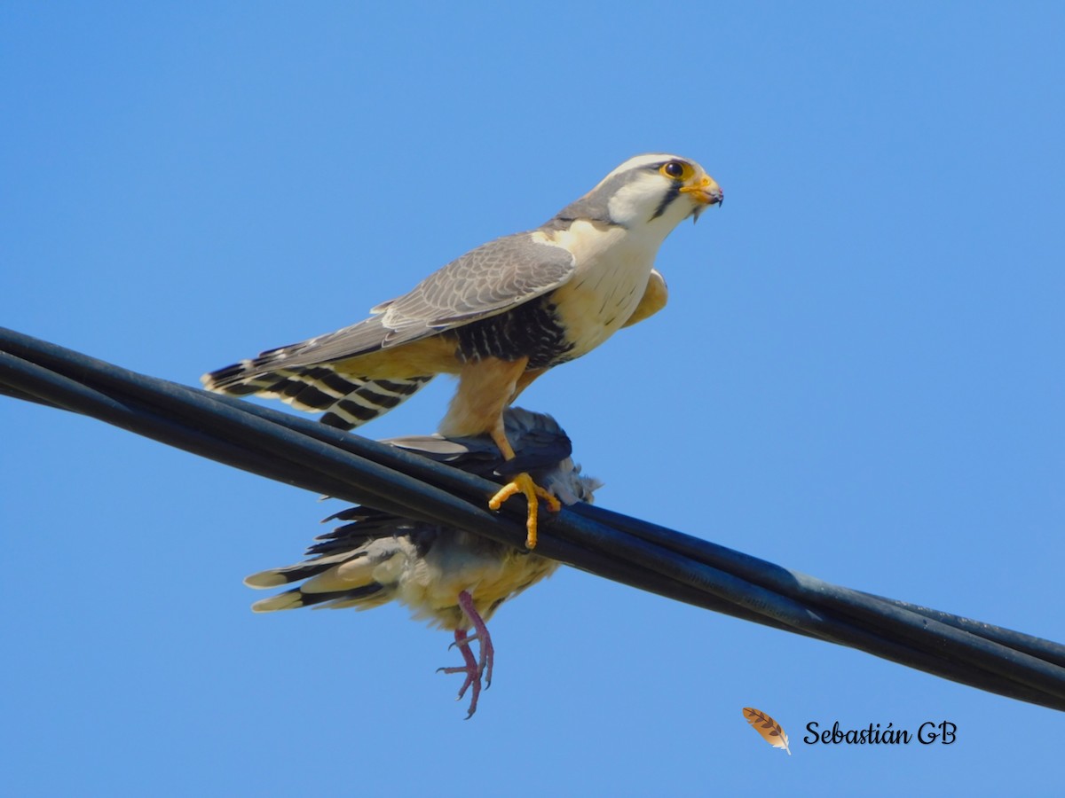 Aplomado Falcon - ML643442858