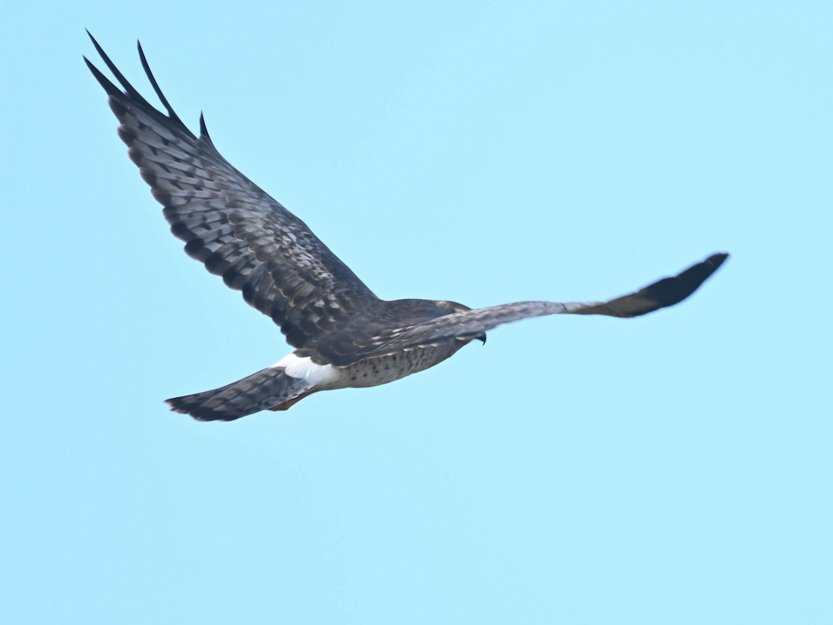Northern Harrier - ML643442859
