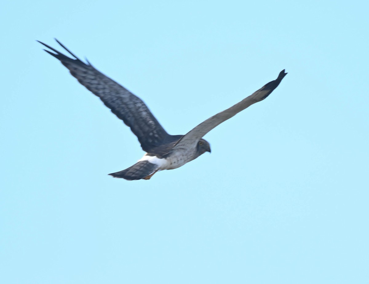 Northern Harrier - ML643442860