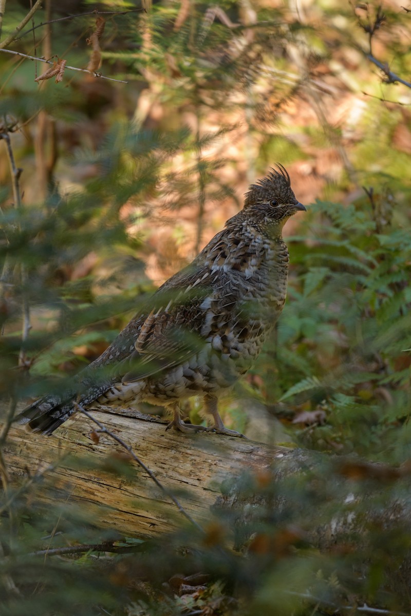 Ruffed Grouse - ML643442861
