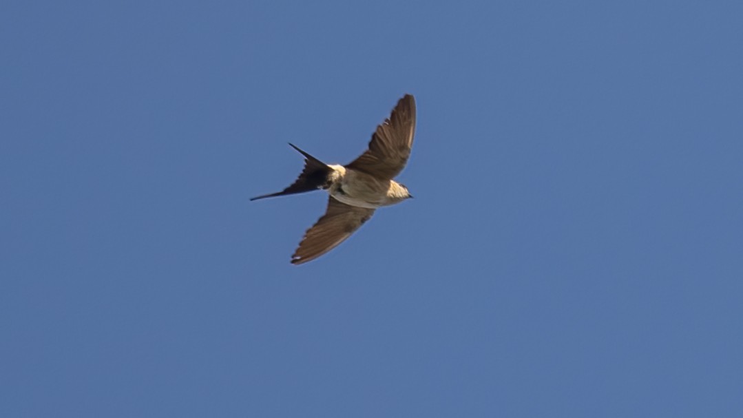 European Red-rumped Swallow - ML643442862