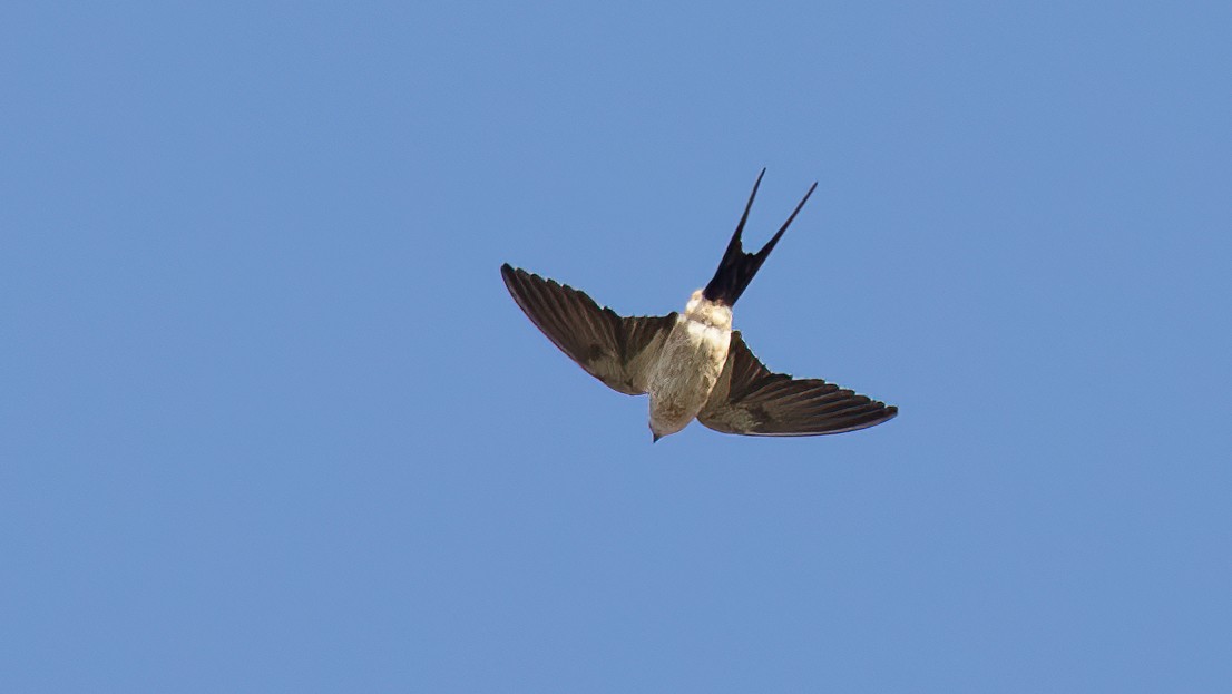 European Red-rumped Swallow - ML643442863