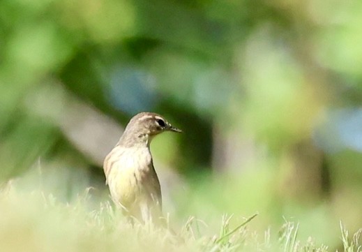 Palm Warbler - ML643442865