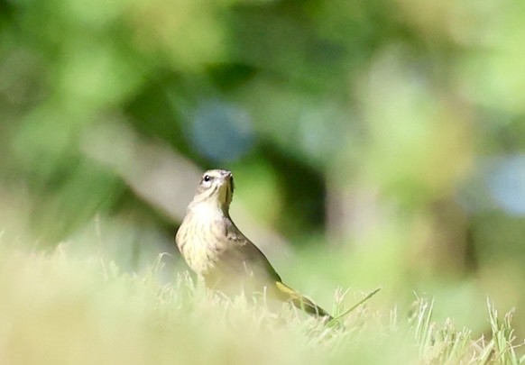 Palm Warbler - ML643442866